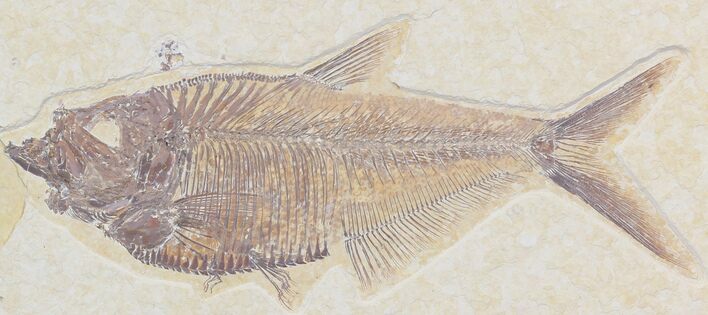 Detailed Diplomystus Fish Fossil From Wyoming #32740